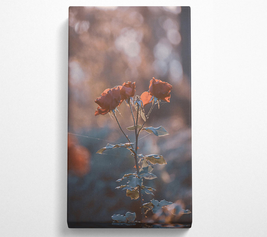  A Canvas Print of Peach Rose Glow Canvas Wall Art