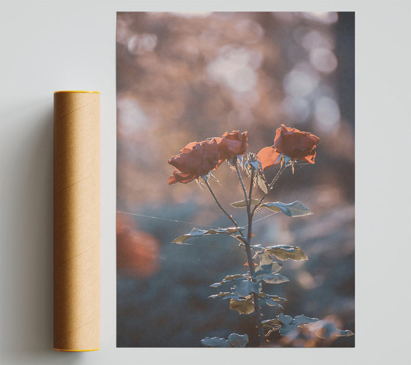Peach Rose Glow Poster