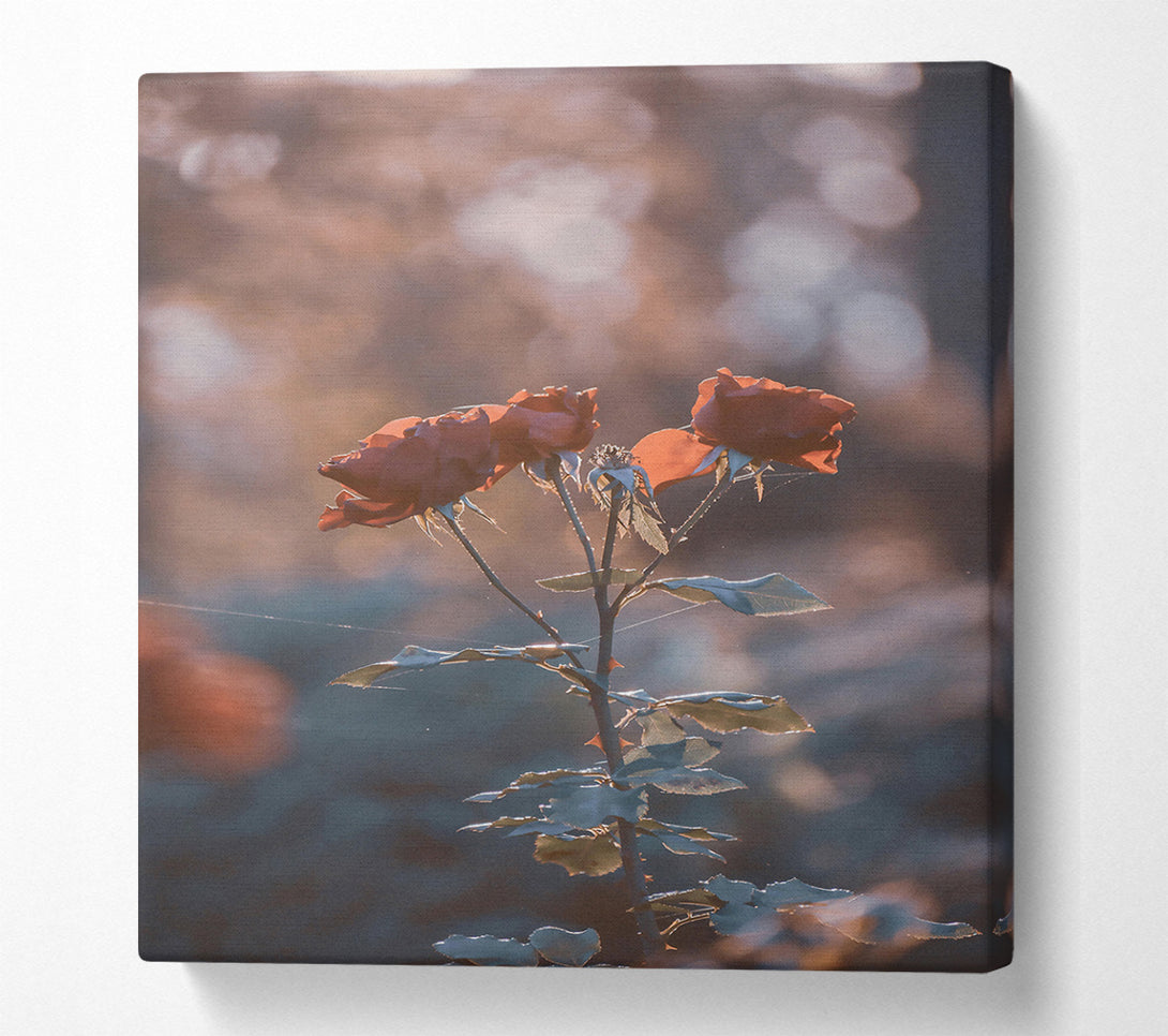  A Canvas Print of Peach Rose Glow Canvas Wall Art