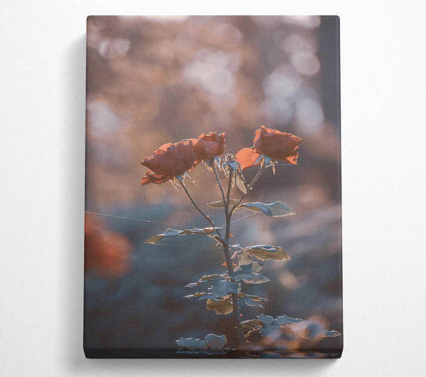  A Canvas Print of Peach Rose Glow Canvas Wall Art
