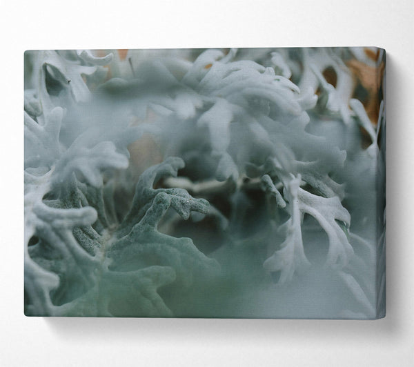  A Canvas Print of Silver Green Embrace Canvas Art