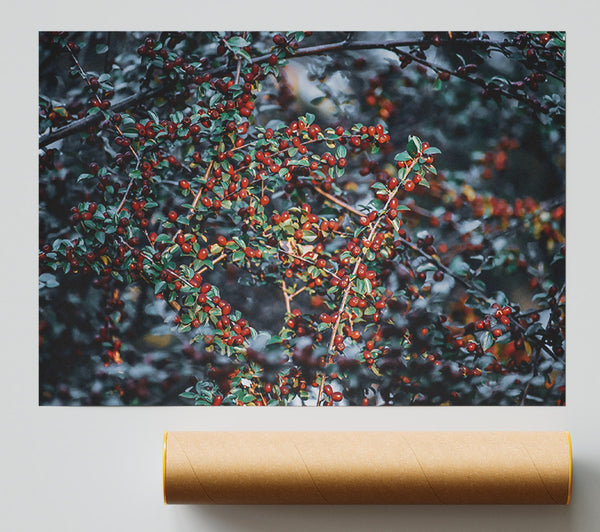 Crimson Berry Branches Poster