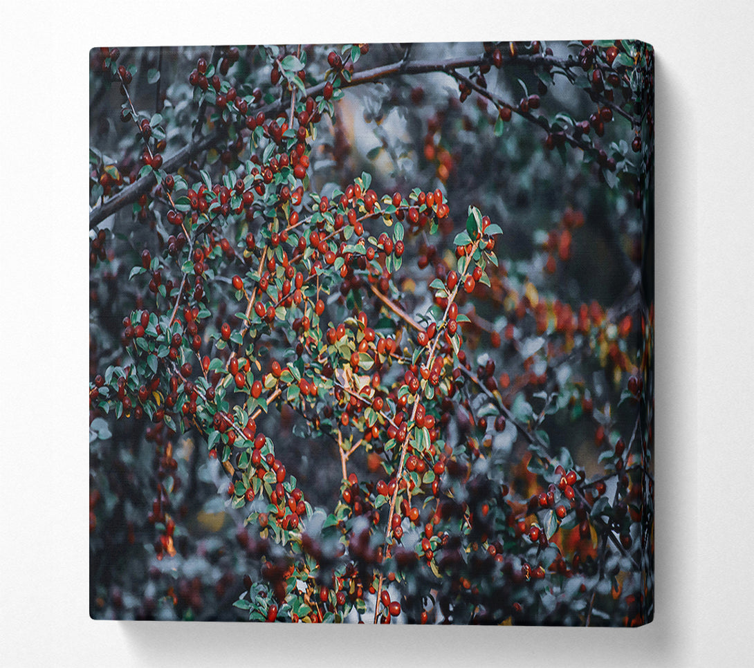  A Canvas Print of Crimson Berry Branches Canvas Wall Art