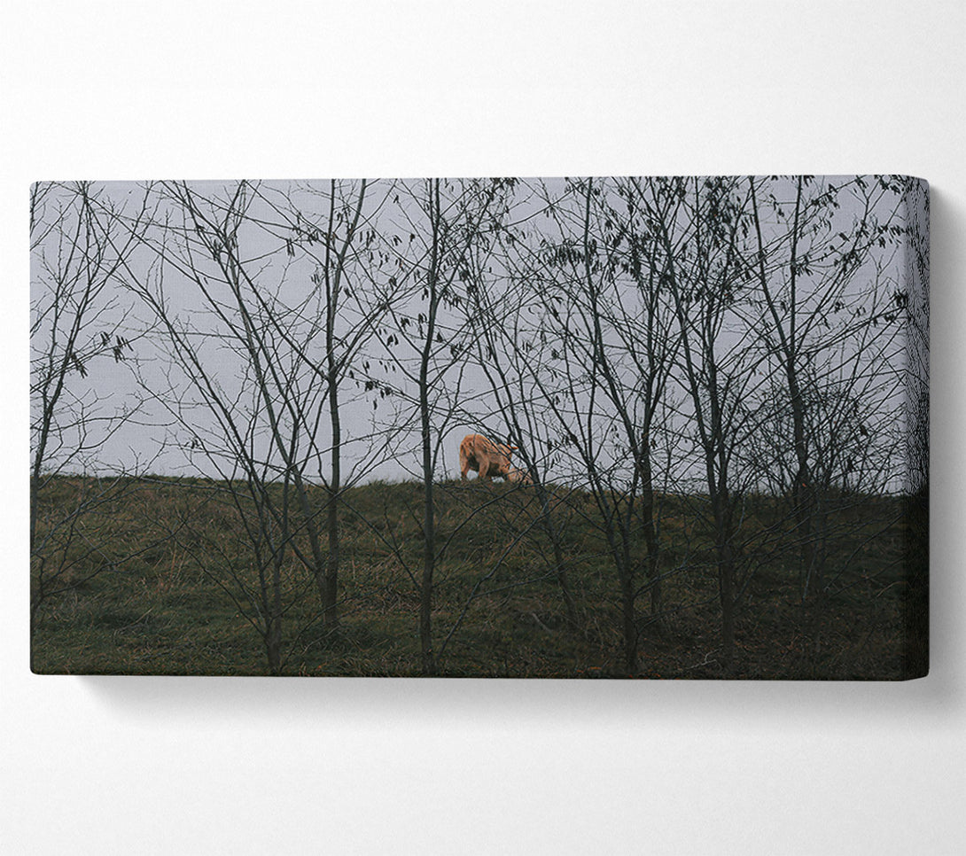  A Canvas Print of Golden Through The Branches Canvas Wall Art