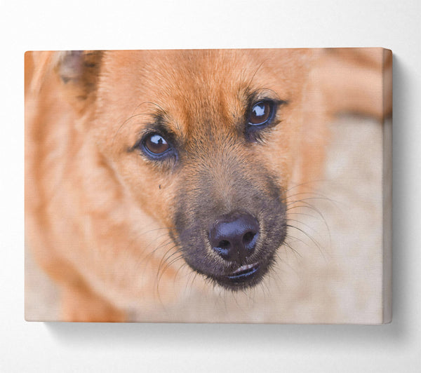  A Canvas Print of Golden Puppy Gaze Canvas Wall Art