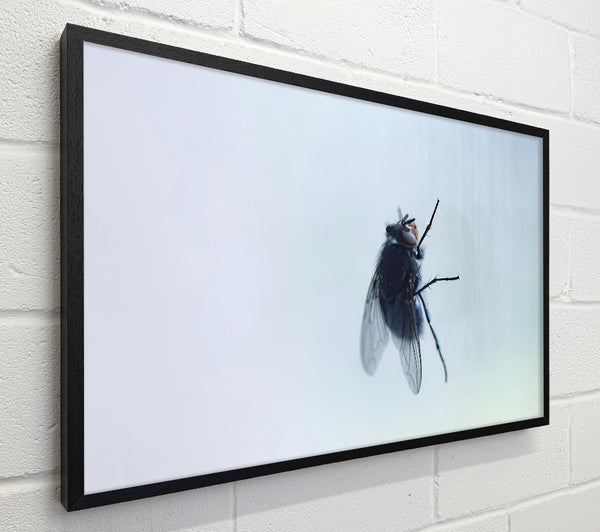 Blue Fly On Glass