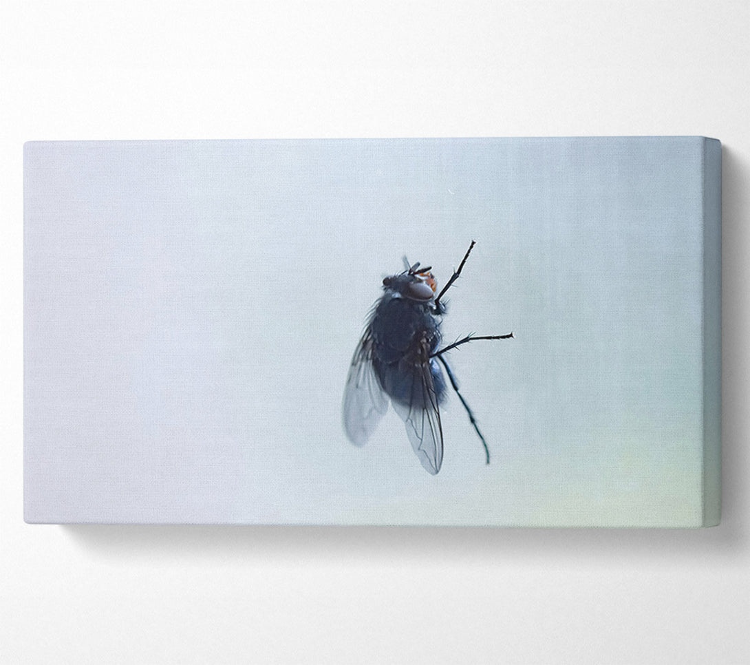  A Canvas Print of Blue Fly On Glass Canvas Wall Art