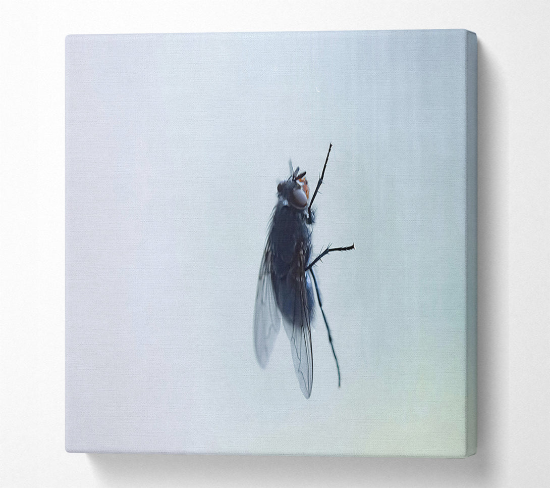  A Canvas Print of Blue Fly On Glass Canvas Wall Art