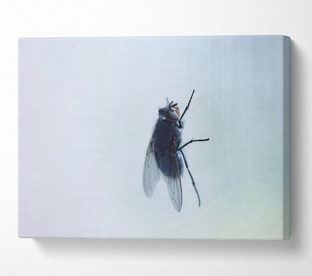  A Canvas Print of Blue Fly On Glass Canvas Wall Art