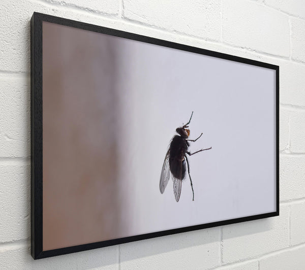 Black Fly On White