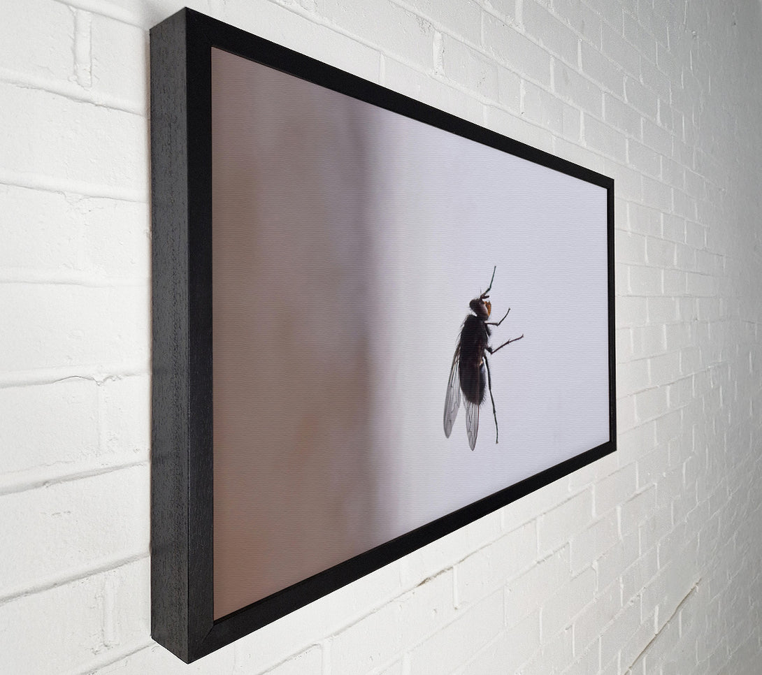  A Canvas Print of Black Fly On White Canvas Wall Art