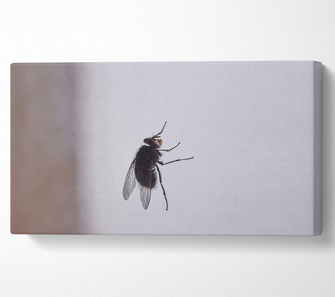  A Canvas Print of Black Fly On White Canvas Wall Art