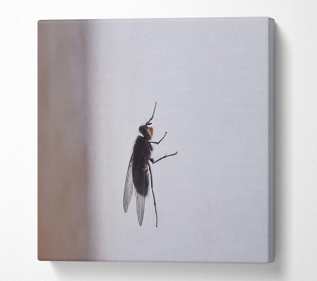  A Canvas Print of Black Fly On White Canvas Wall Art