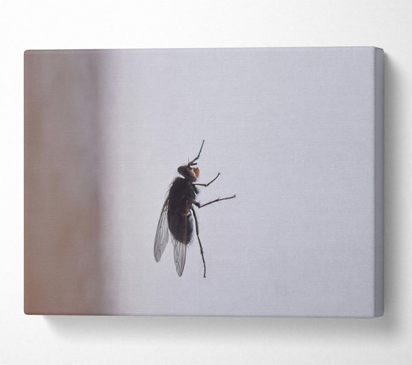  A Canvas Print of Black Fly On White Canvas Wall Art