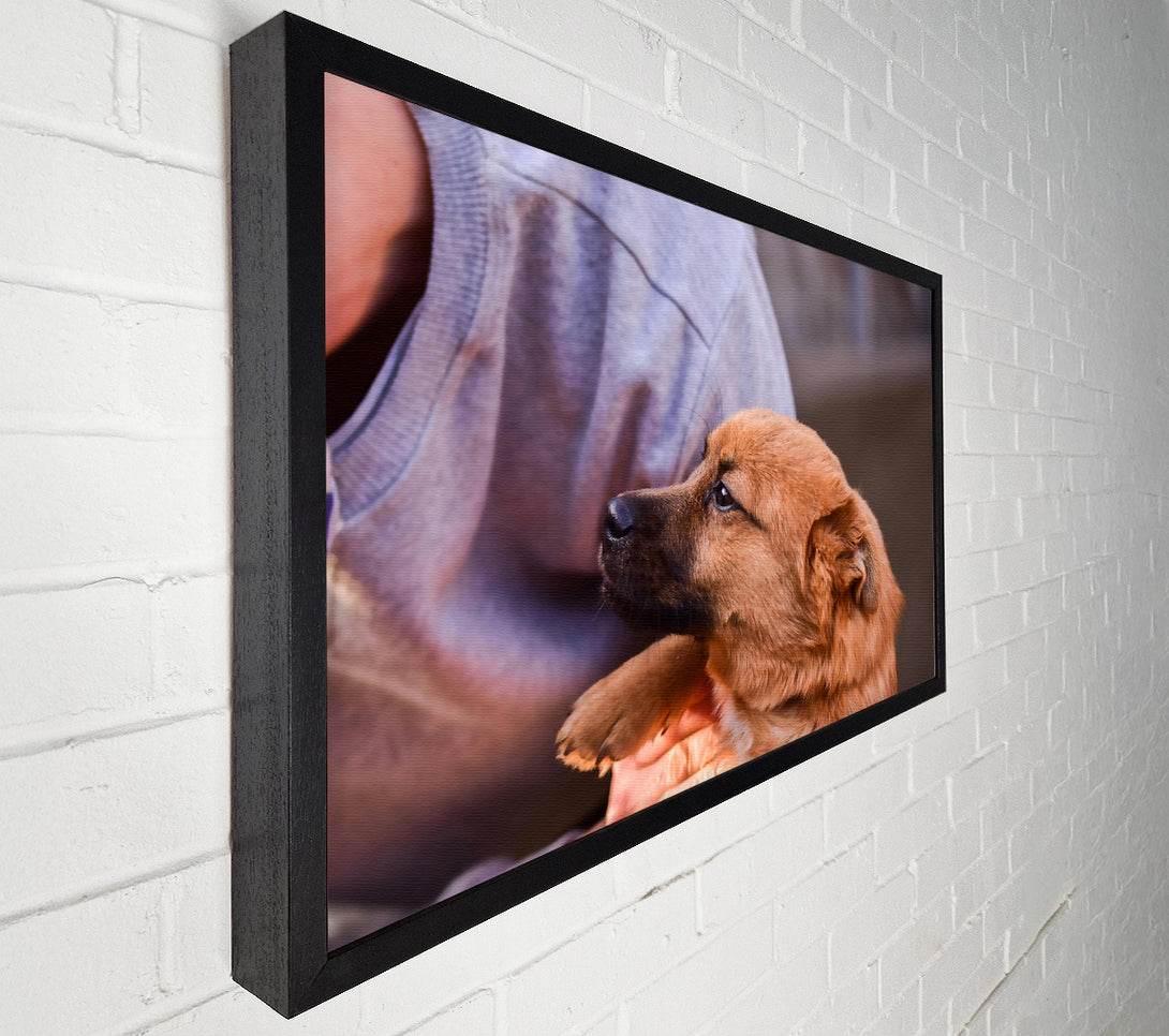  A Canvas Print of Golden Furred Hope Canvas Print