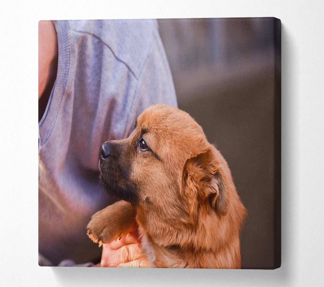  A Canvas Print of Golden Furred Hope Canvas Print