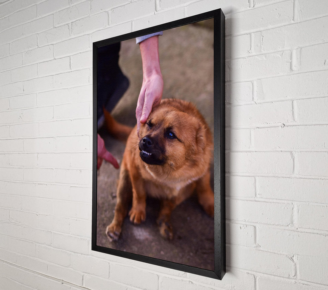  A Canvas Print of Golden Furry Grin Canvas Print