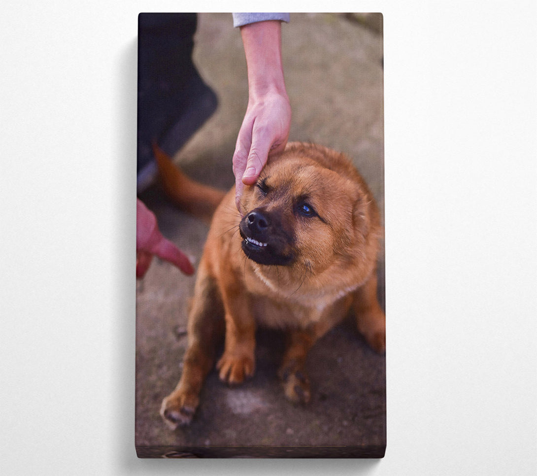  A Canvas Print of Golden Furry Grin Canvas Print