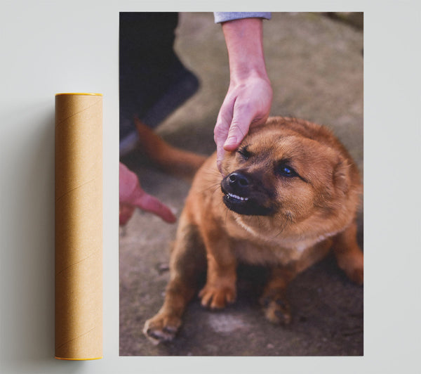 Golden Furry Grin Poster