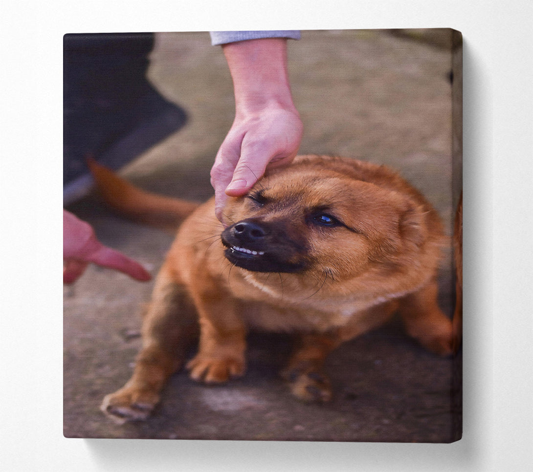  A Canvas Print of Golden Furry Grin Canvas Print