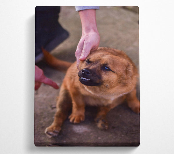  A Canvas Print of Golden Furry Grin Canvas Print