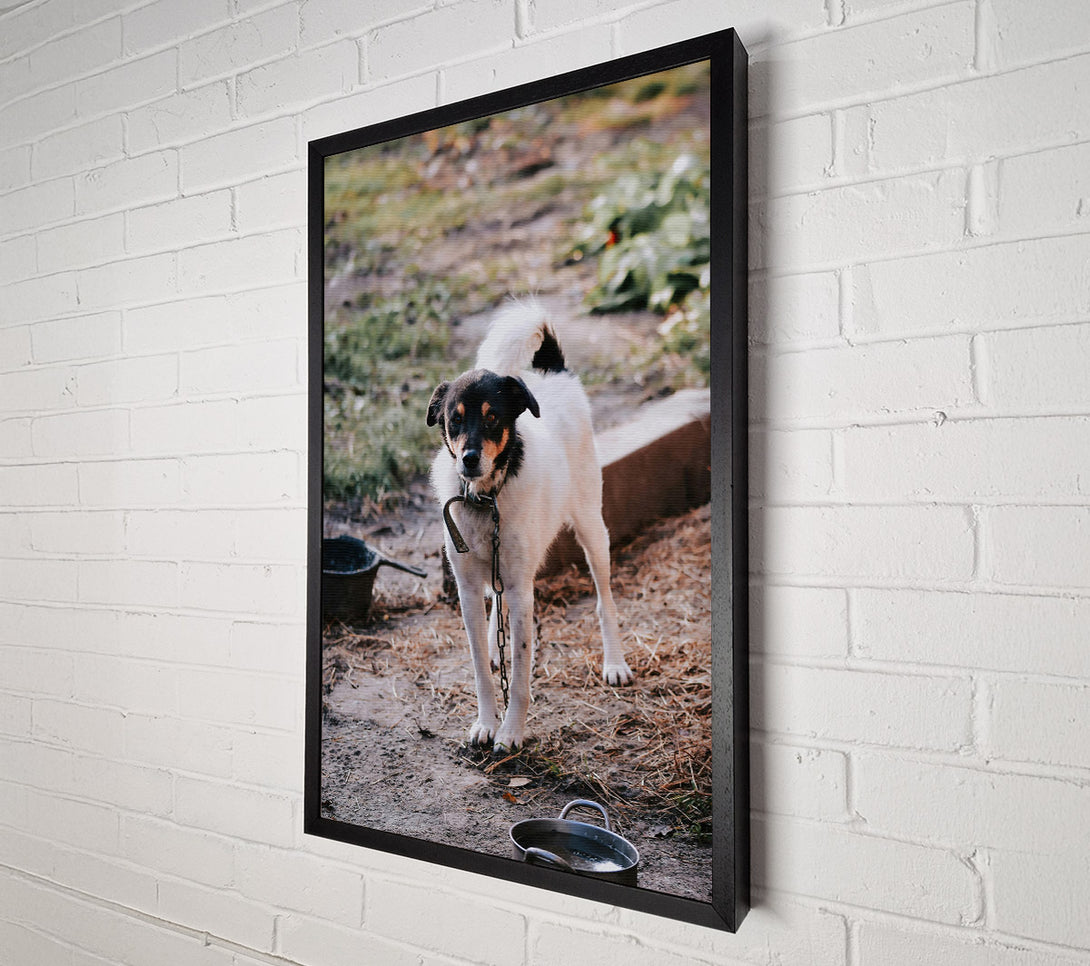  A Canvas Print of Black-Eyed White Watchdog Canvas Print