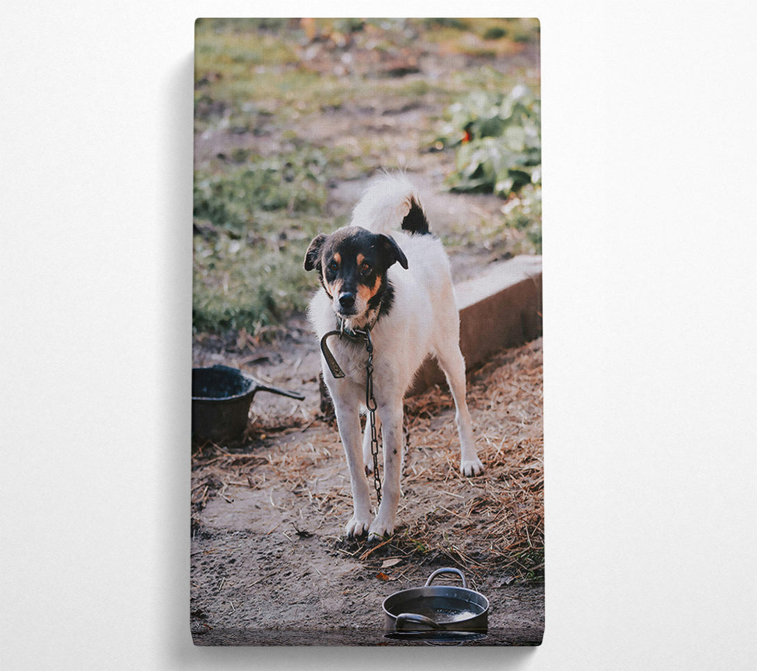  A Canvas Print of Black-Eyed White Watchdog Canvas Print