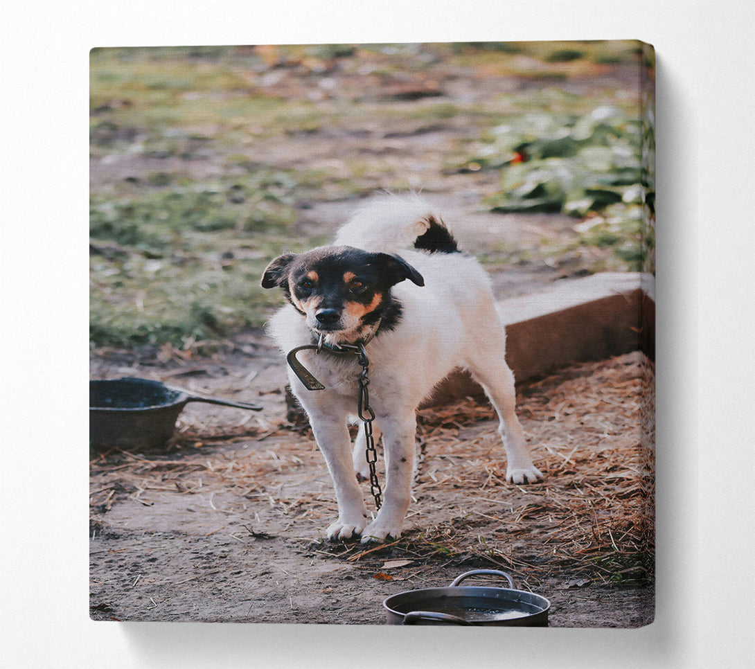  A Canvas Print of Black-Eyed White Watchdog Canvas Print