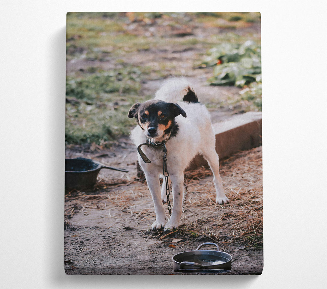 A Canvas Print of Black-Eyed White Watchdog Canvas Print