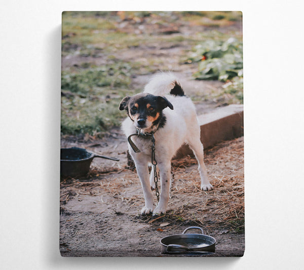  A Canvas Print of Black-Eyed White Watchdog Canvas Print