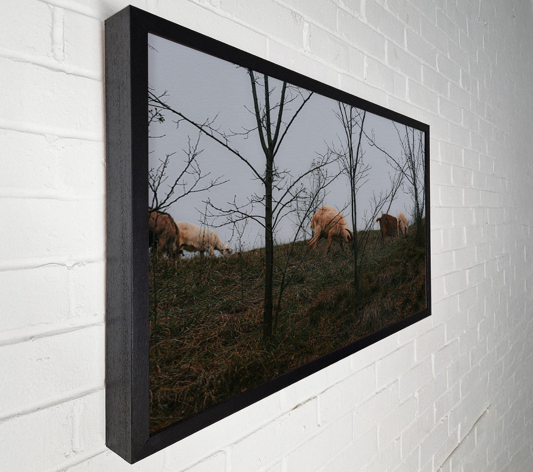  A Canvas Print of Brown & White Grazing Canvas Art
