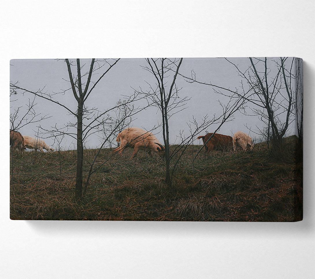  A Canvas Print of Brown & White Grazing Canvas Art