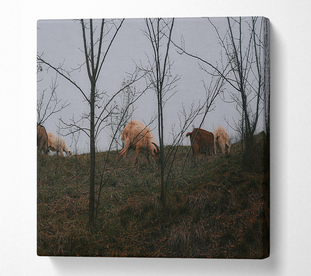  A Canvas Print of Brown & White Grazing Canvas Art