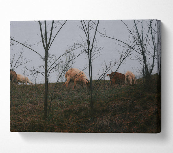  A Canvas Print of Brown & White Grazing Canvas Art