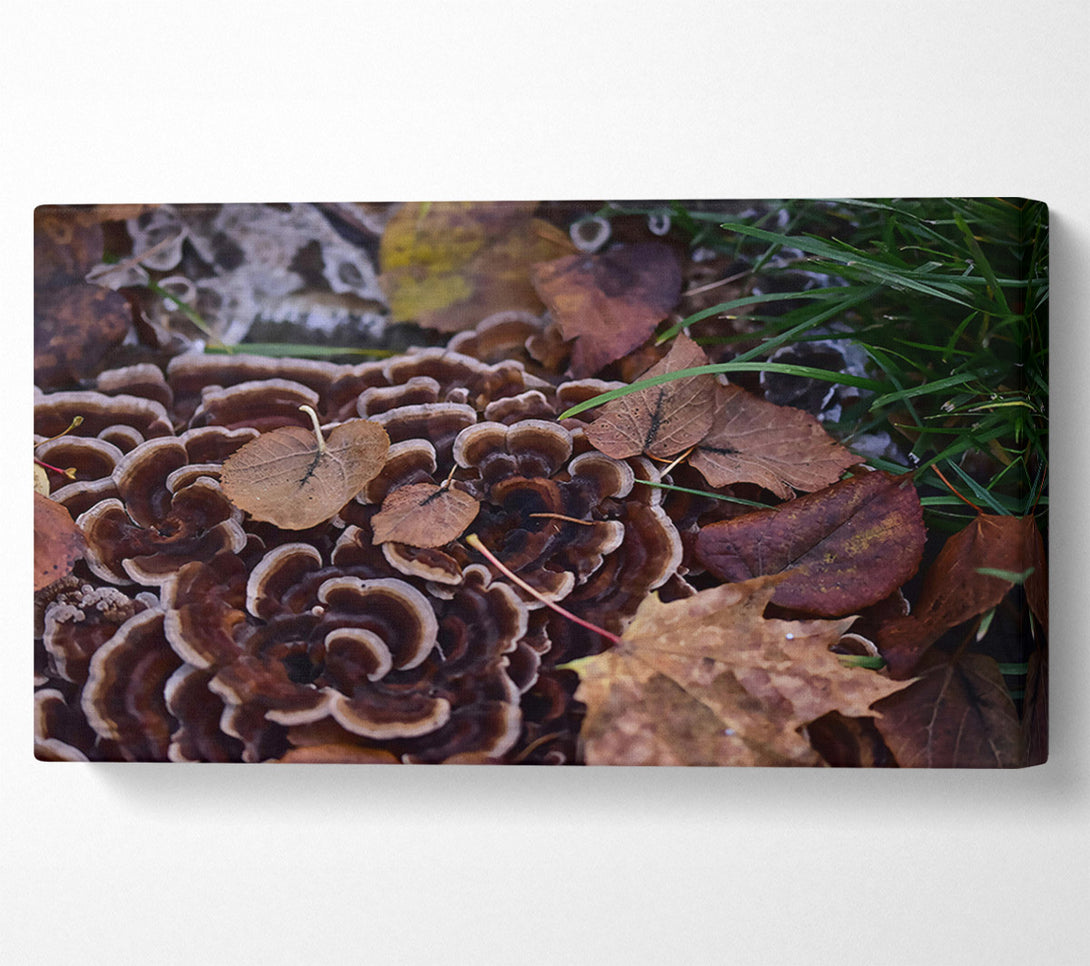  A Canvas Print of Brown Shelf Fungi And Leaves Canvas Print