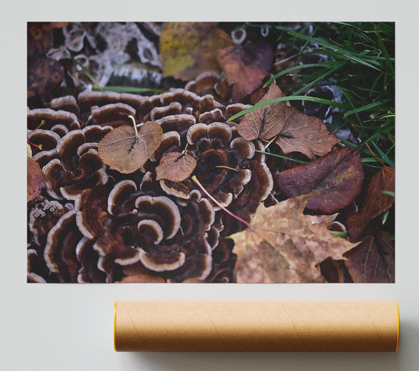 Brown Shelf Fungi And Leaves Print
