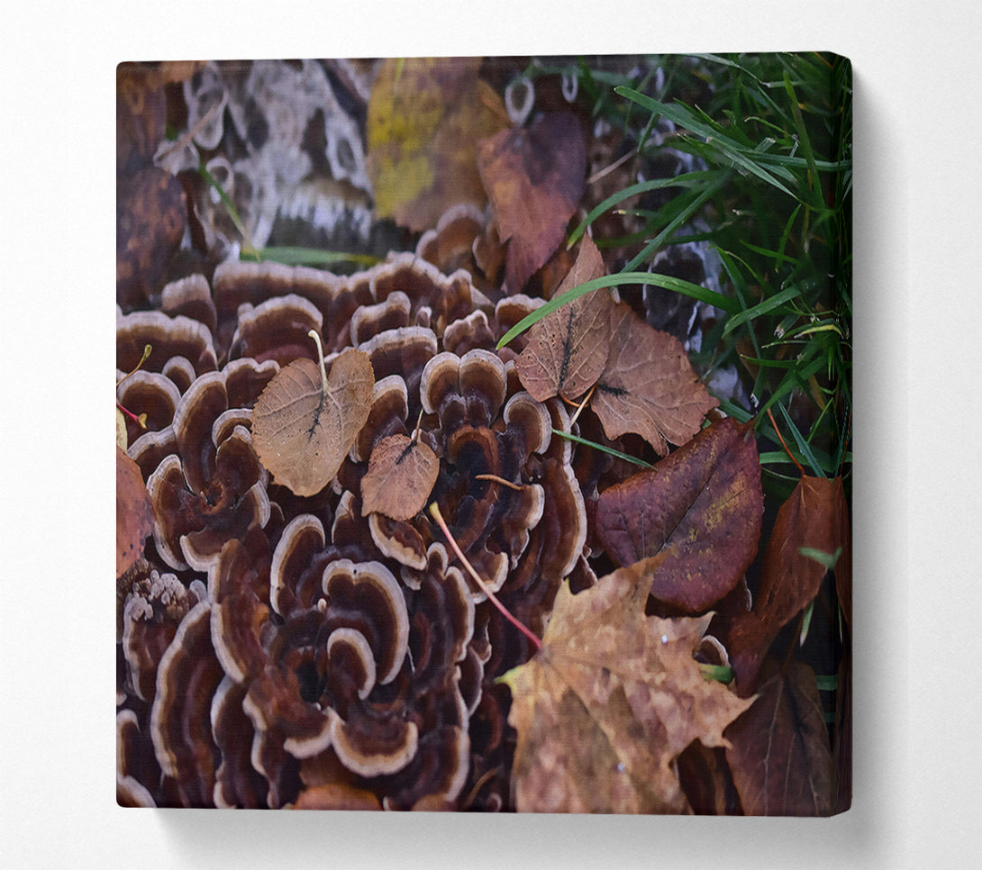  A Canvas Print of Brown Shelf Fungi And Leaves Canvas Print