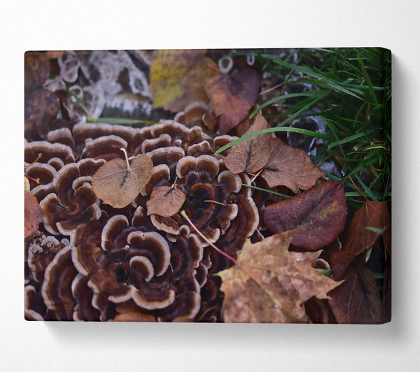  A Canvas Print of Brown Shelf Fungi And Leaves Canvas Print
