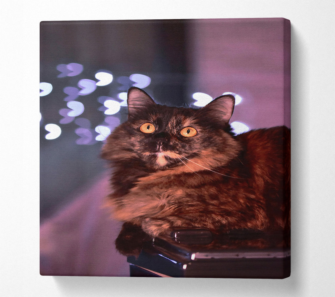  A Canvas Print of Golden Eyes In Brown Canvas Wall Art