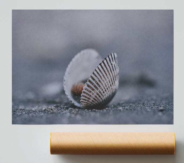 Grey Shell Embrace Giclee Print