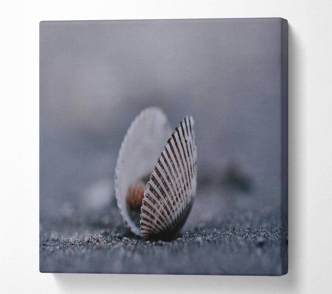  A Canvas Print of Grey Shell Embrace Canvas Art