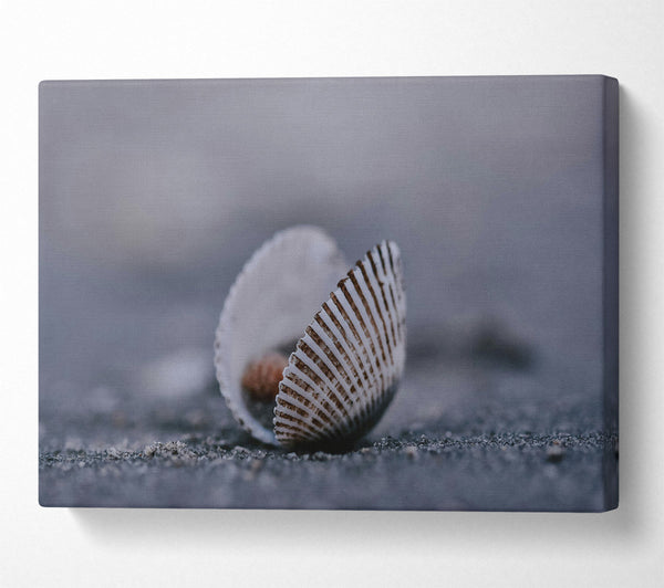  A Canvas Print of Grey Shell Embrace Canvas Art
