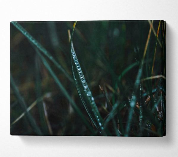  A Canvas Print of Emerald Dewdrops Canvas Print