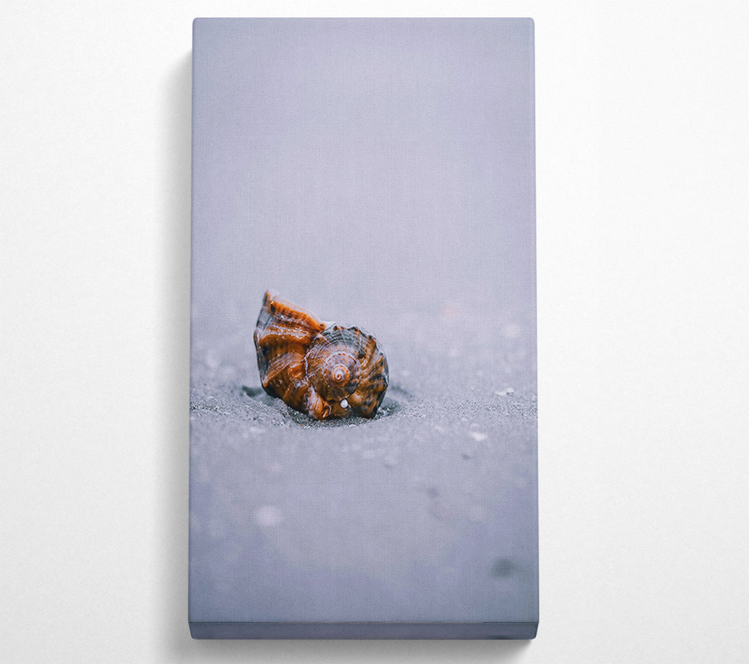  A Canvas Print of Brown Shell On Sand Canvas Print