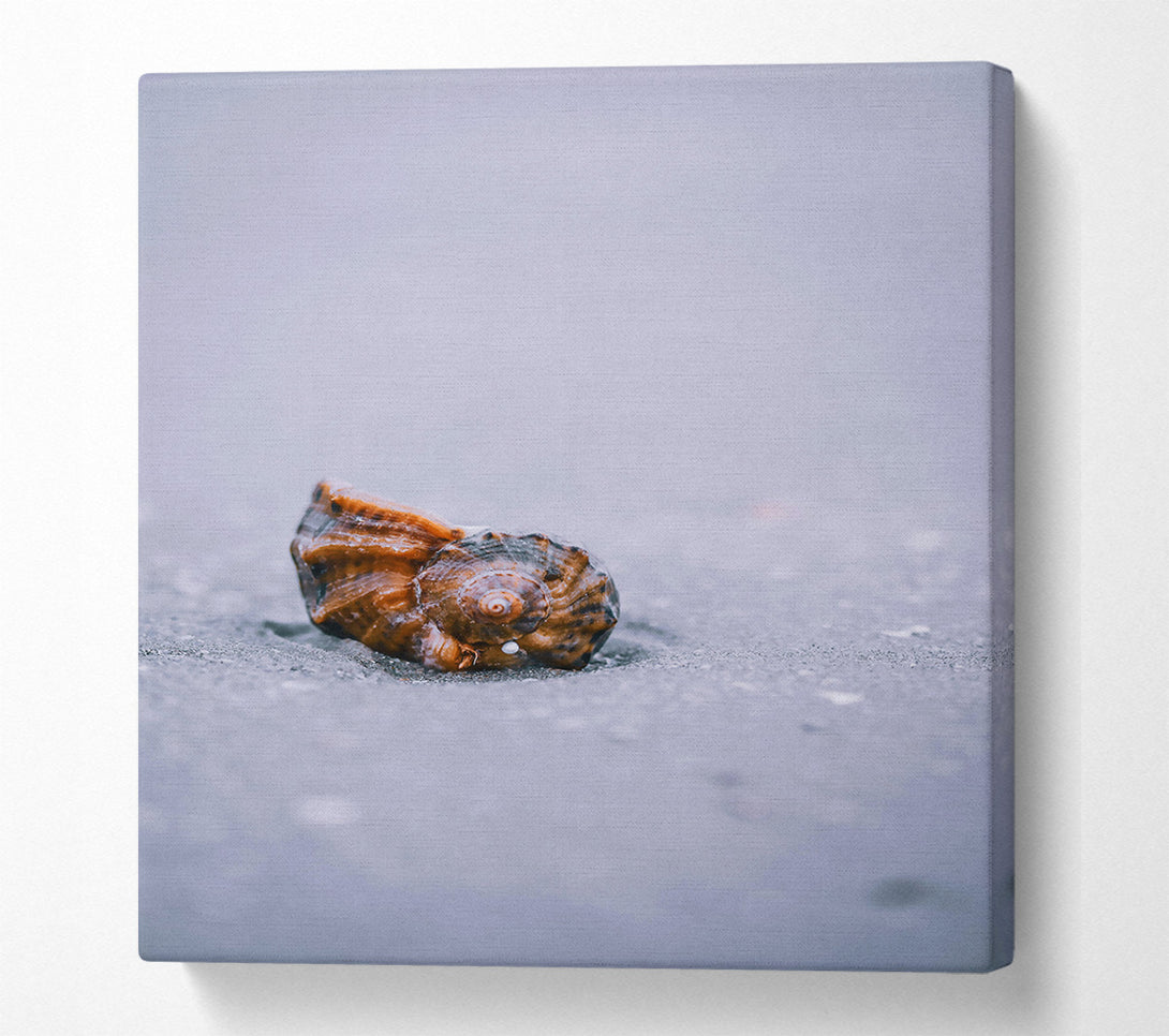  A Canvas Print of Brown Shell On Sand Canvas Print