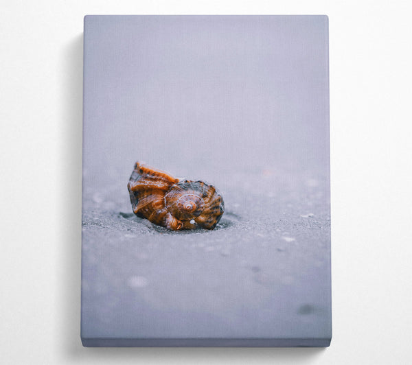  A Canvas Print of Brown Shell On Sand Canvas Print