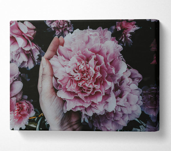  A Canvas Print of Dusty Rose Bloom Canvas Print