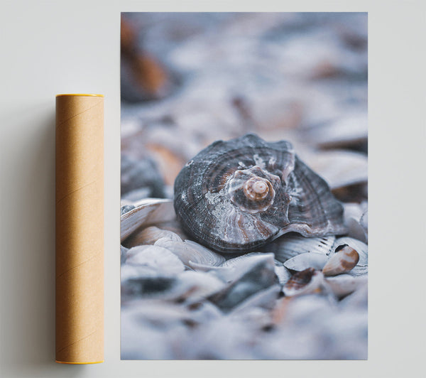 Gray Seashell Symphony Poster