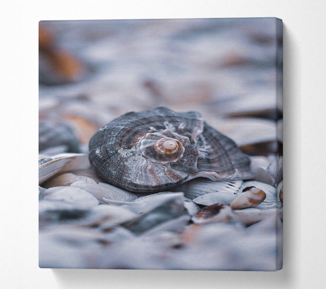  A Canvas Print of Gray Seashell Symphony Canvas Art