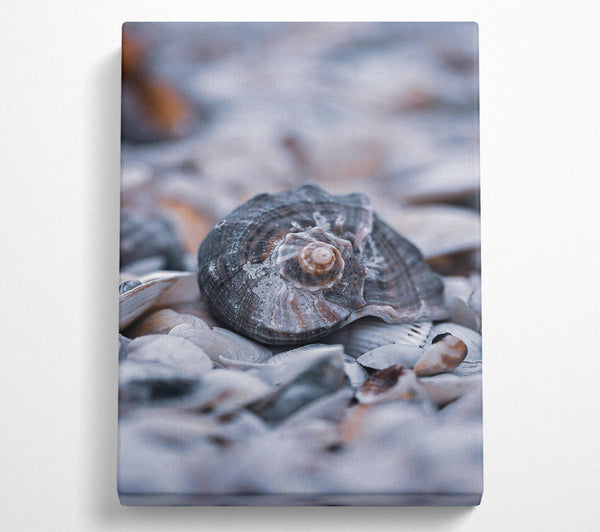  A Canvas Print of Gray Seashell Symphony Canvas Art